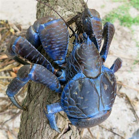 coconut crab pokemon